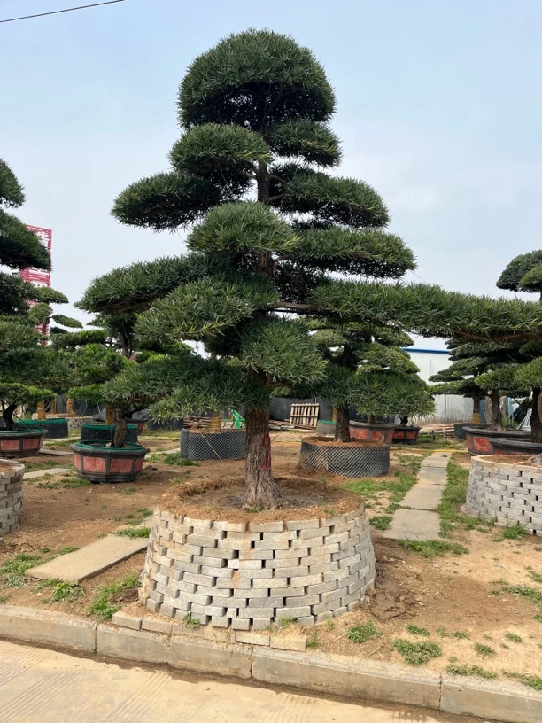 黑松 油松 罗汉松庭院造型树