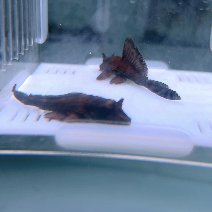 海水鱼15-009鳄鱼异型2条