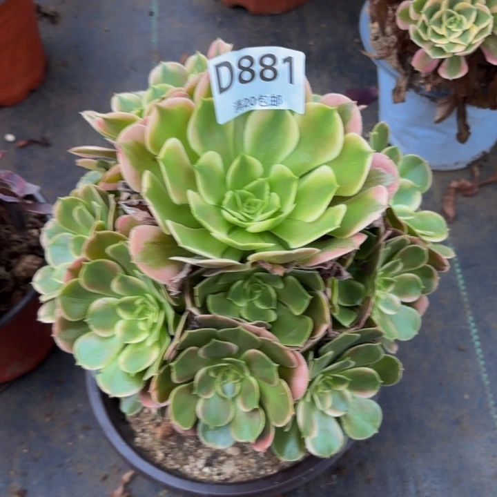 瑞妈多肉植物，881香妃