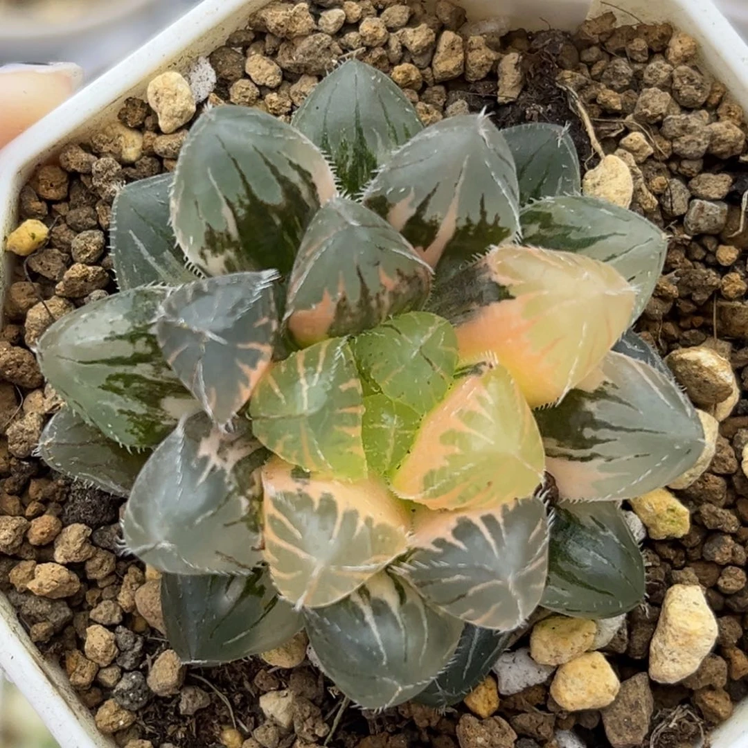 16刺线玉露锦十二卷多肉