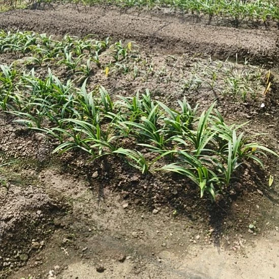 萍****完全开放魔幻之旅6+