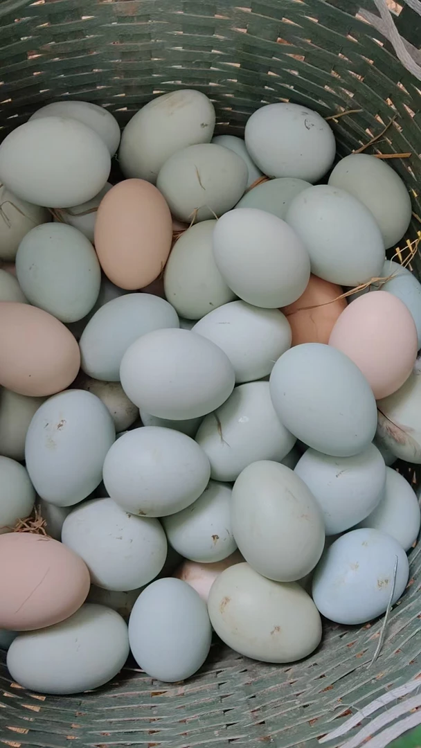 瓦灰鸡种蛋50枚顺丰包邮