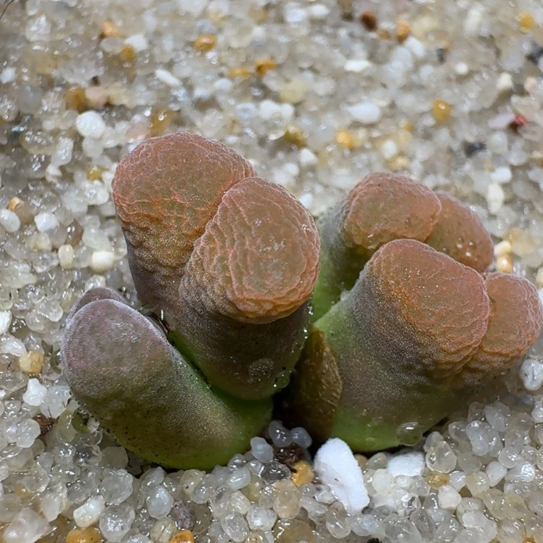 0525-103肉锥肉锥