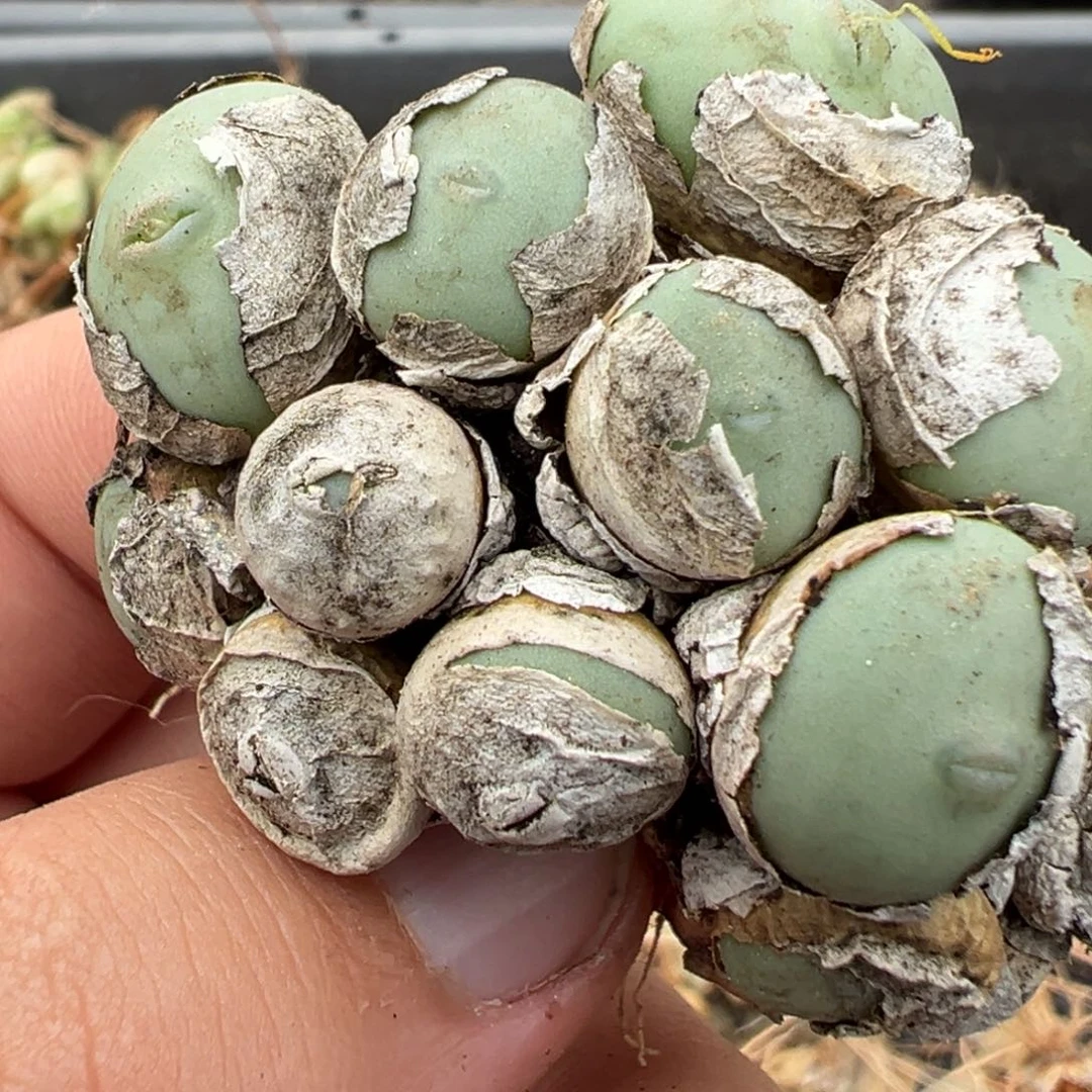 25-117肉锥多肉植物