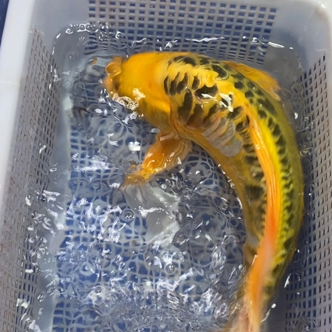 锦鲤冷水金龙包邮