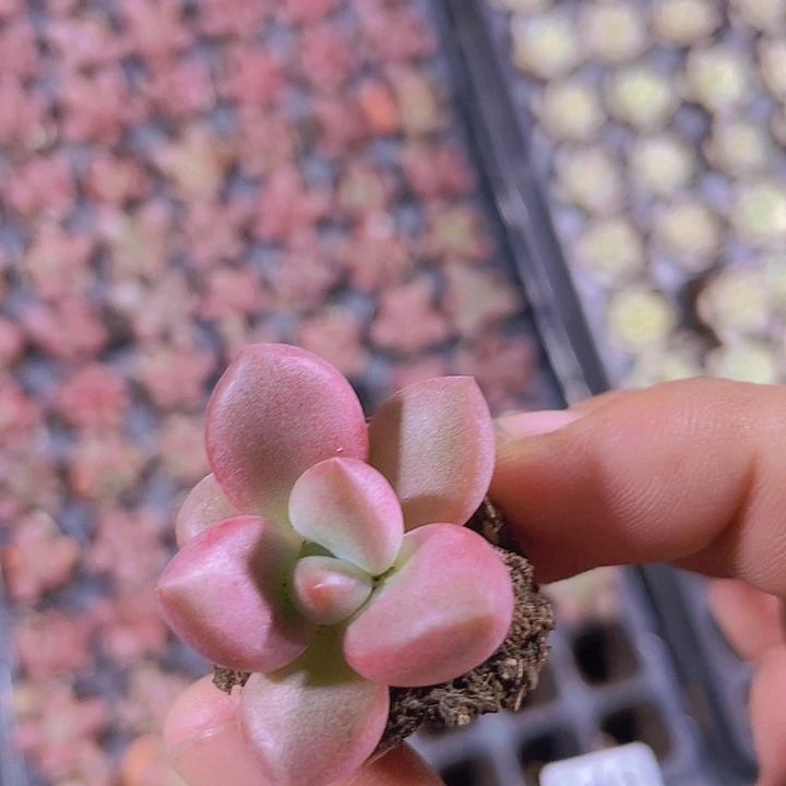 桃花缘精品多肉量拍