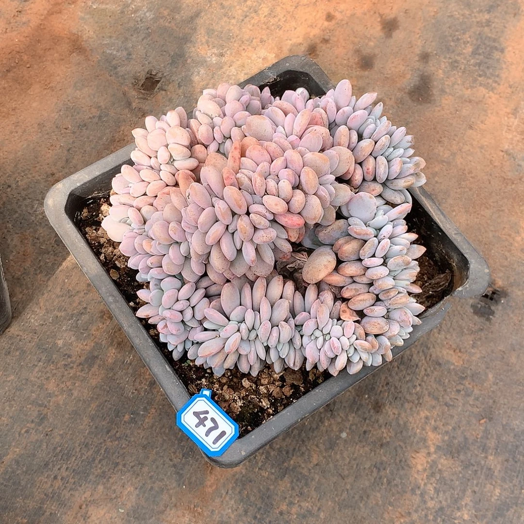 471粉兔 一物一拍多肉