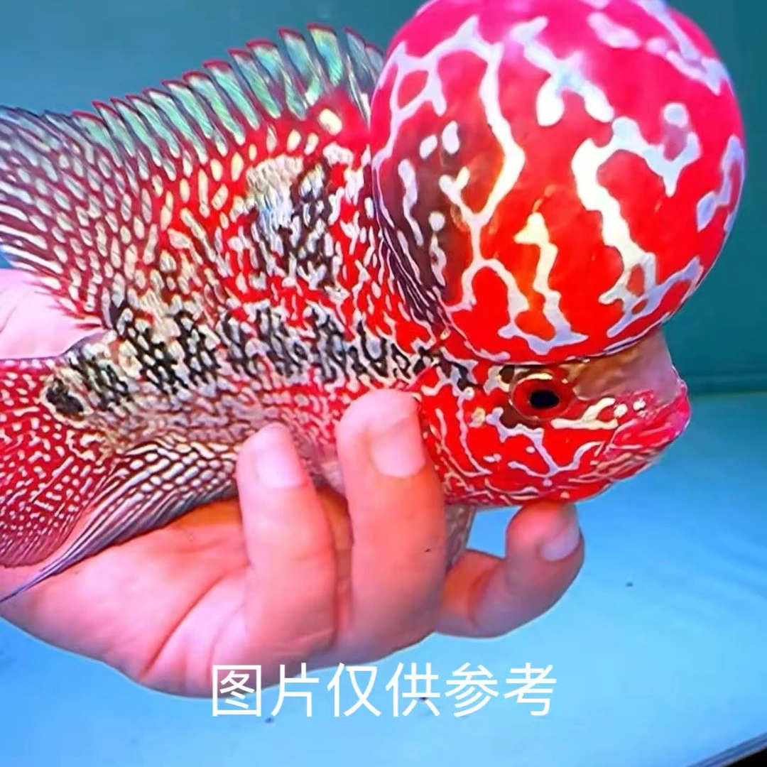 罗汉鱼热带观赏鱼好养耐活招财起头淡水鱼随机发货8-10公分