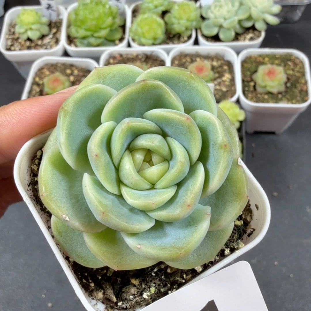 谪仙单头一物一拍051