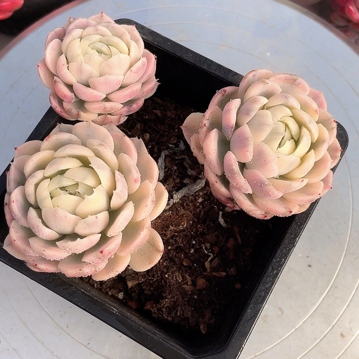 老桩粗腿贝贝锦14脱土发