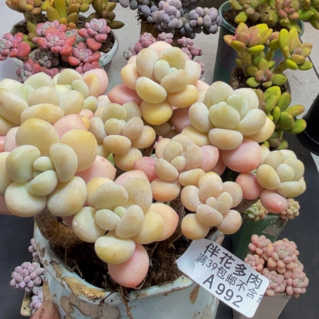992白奶糖12cm多肉植物
