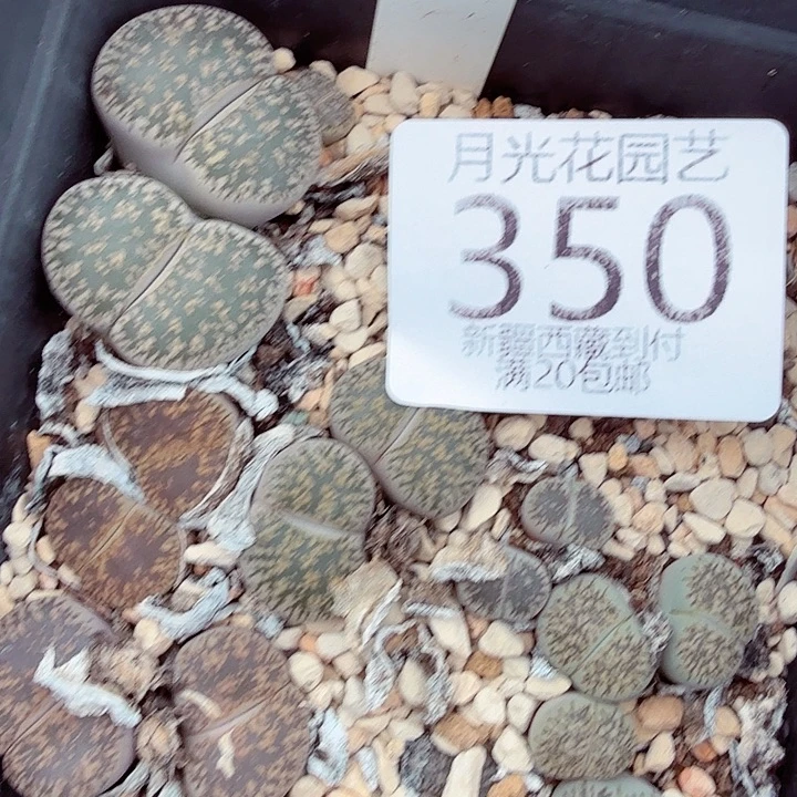是不是很喜欢这个风格哟这个节目350