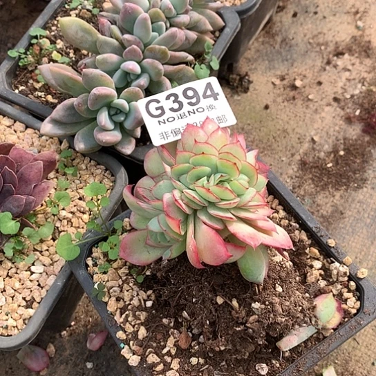 牡丹亭缀化394 全场默认微瑕7-8天发货