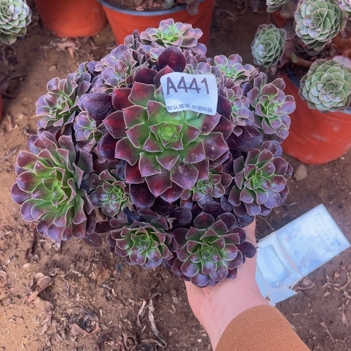 花哪多肉植物441.