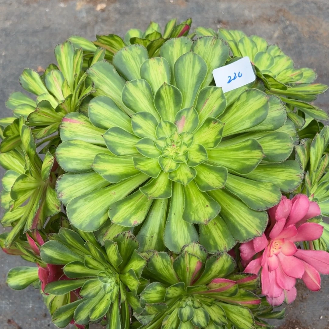 220知否多肉嘻嘻嘻