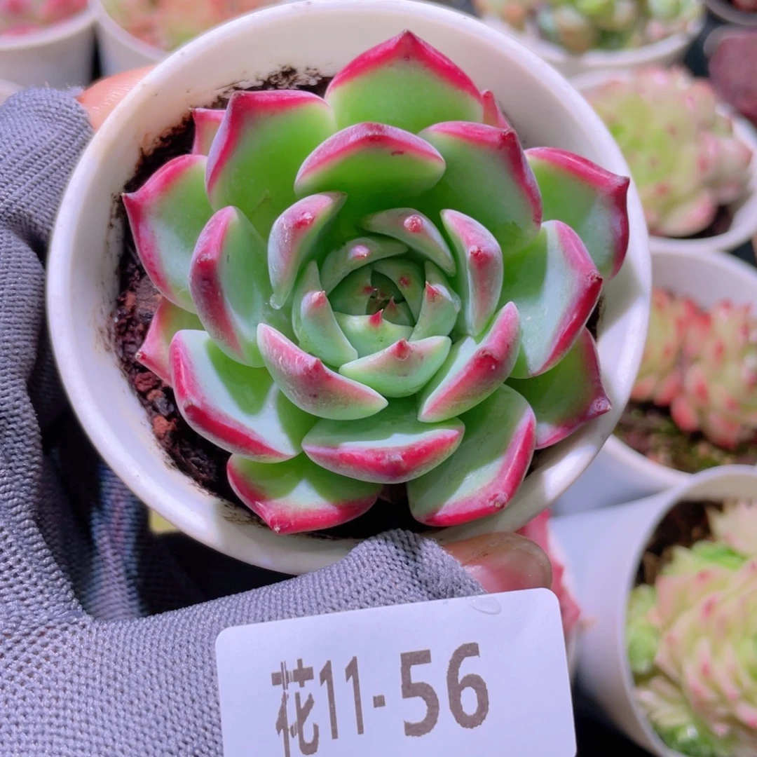 花利美 11-56吉娃娃