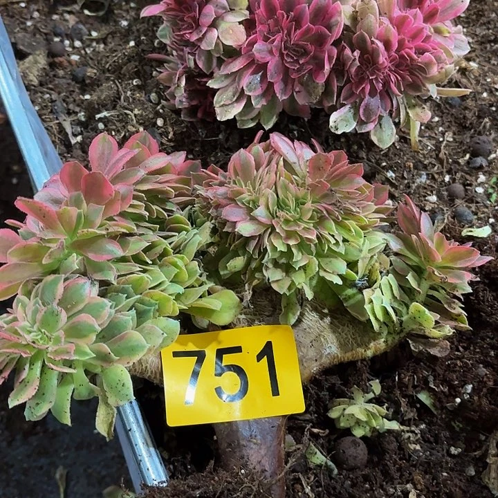 多肉植物福利来751