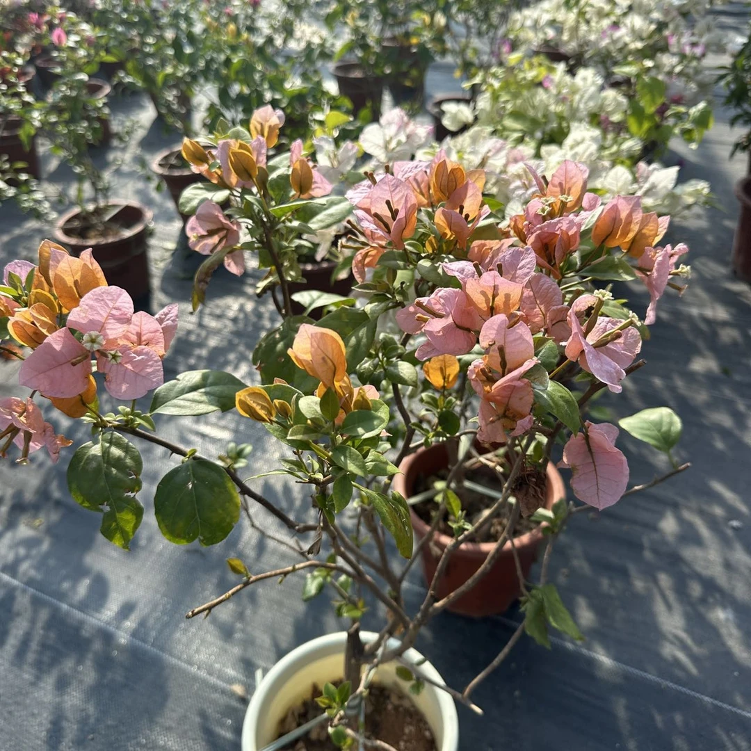 【新疆包邮】稀有品种三角梅专属链接（数量不多！！！）