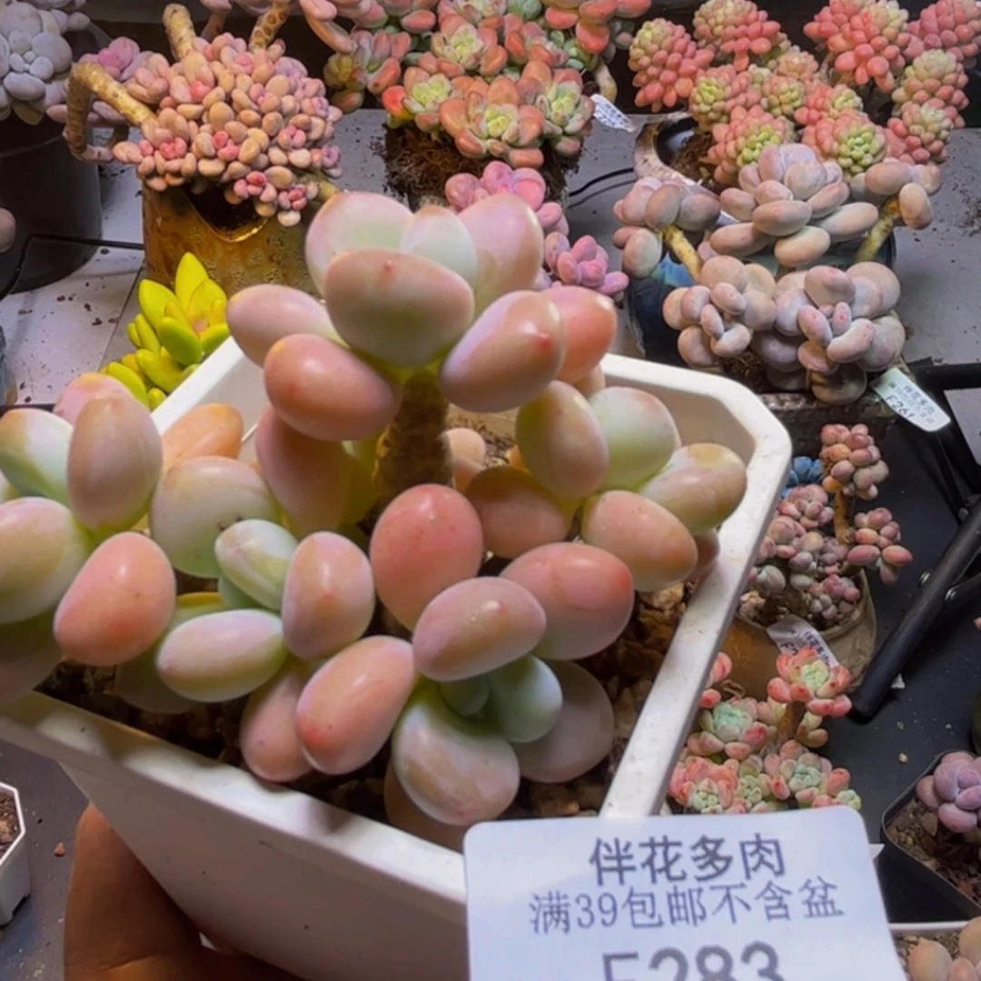 珍珠洛神283/8cm多肉