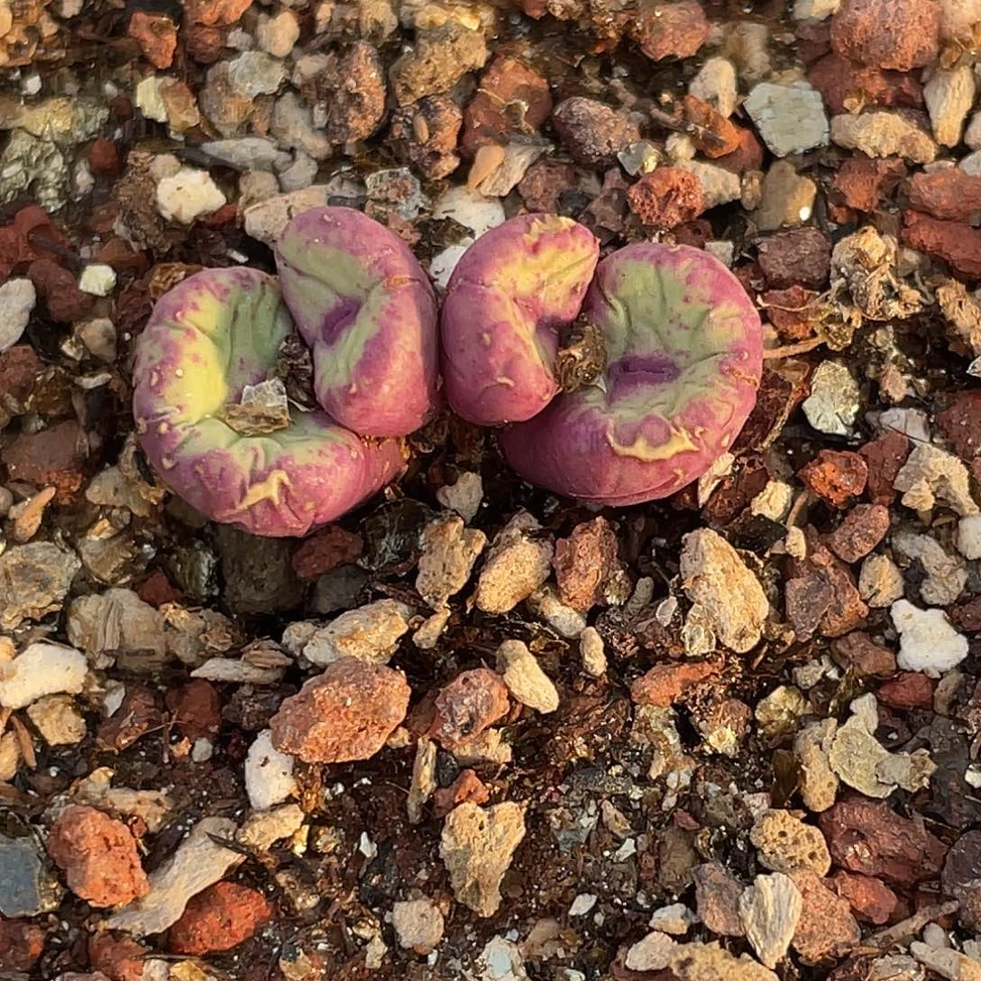 16-90嘴多肉植物肉锥
