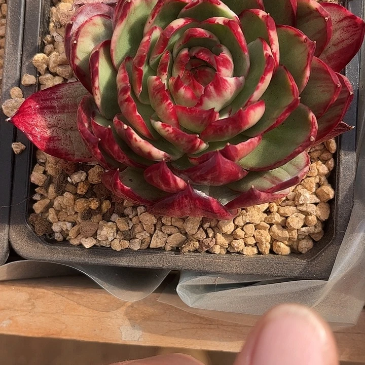 惊鸿仙子多肉植物3803