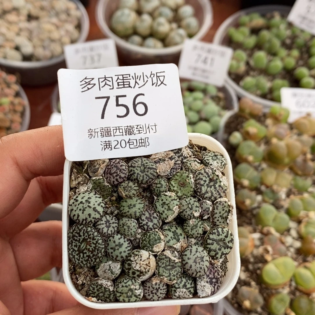 感谢您的支持，00756