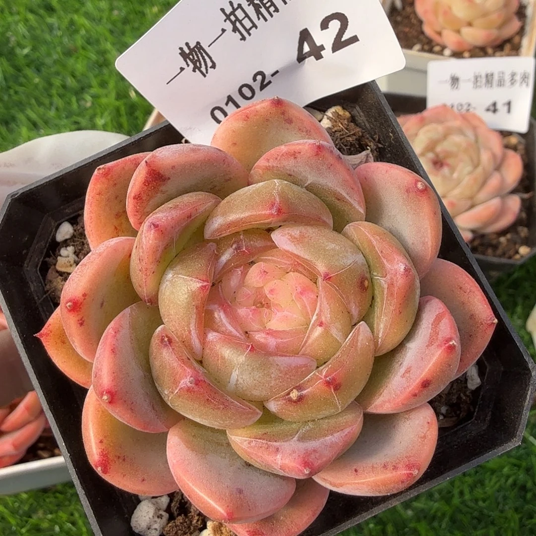 0102-42多肉一物一拍