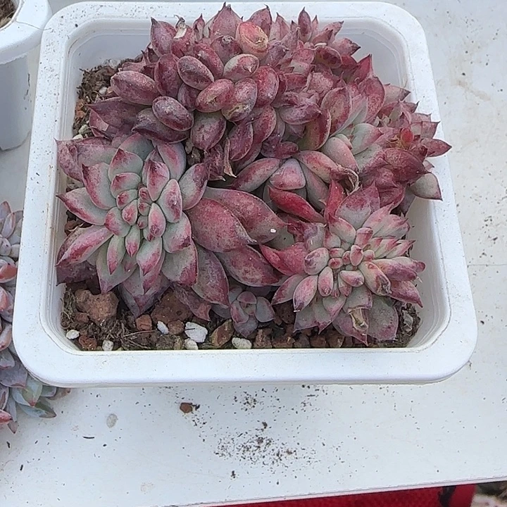 青蛙王子儿童牙膏11