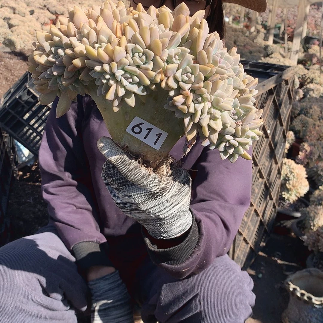 611 淡雪缀 一物一拍