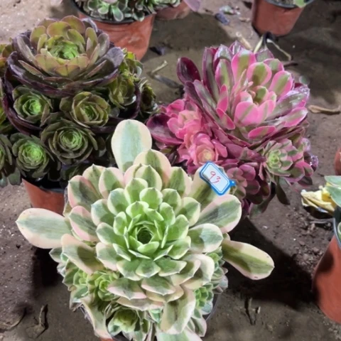 093多肉植物组合