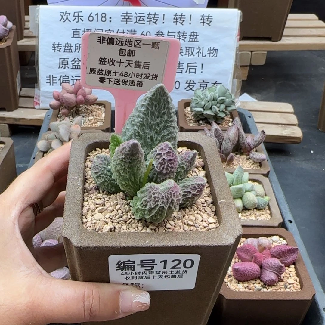 橘***水120苍龙多肉植物