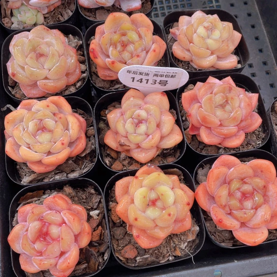 1413号奶油糖心大白兔单头一个