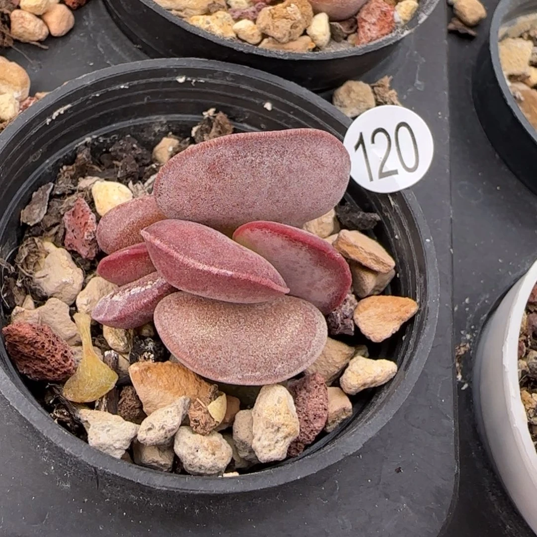 波浪边紫蛋水泡多肉120