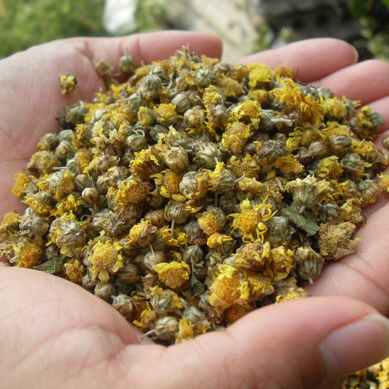 【野菊花】云南高山本地天然野菊花野生山菊花茶自然晒干无硫无添加