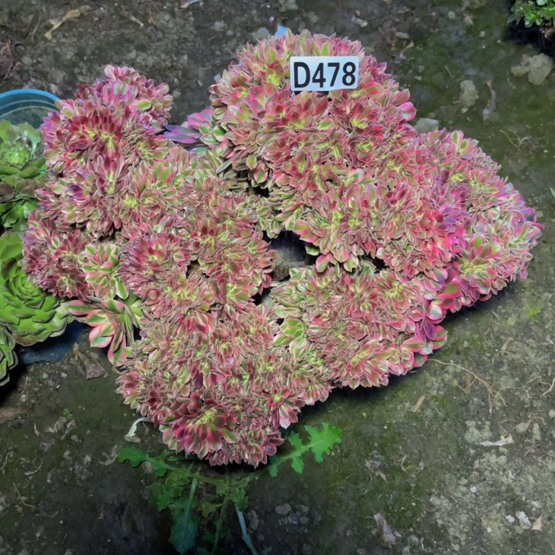 女巫法师16////45包邮