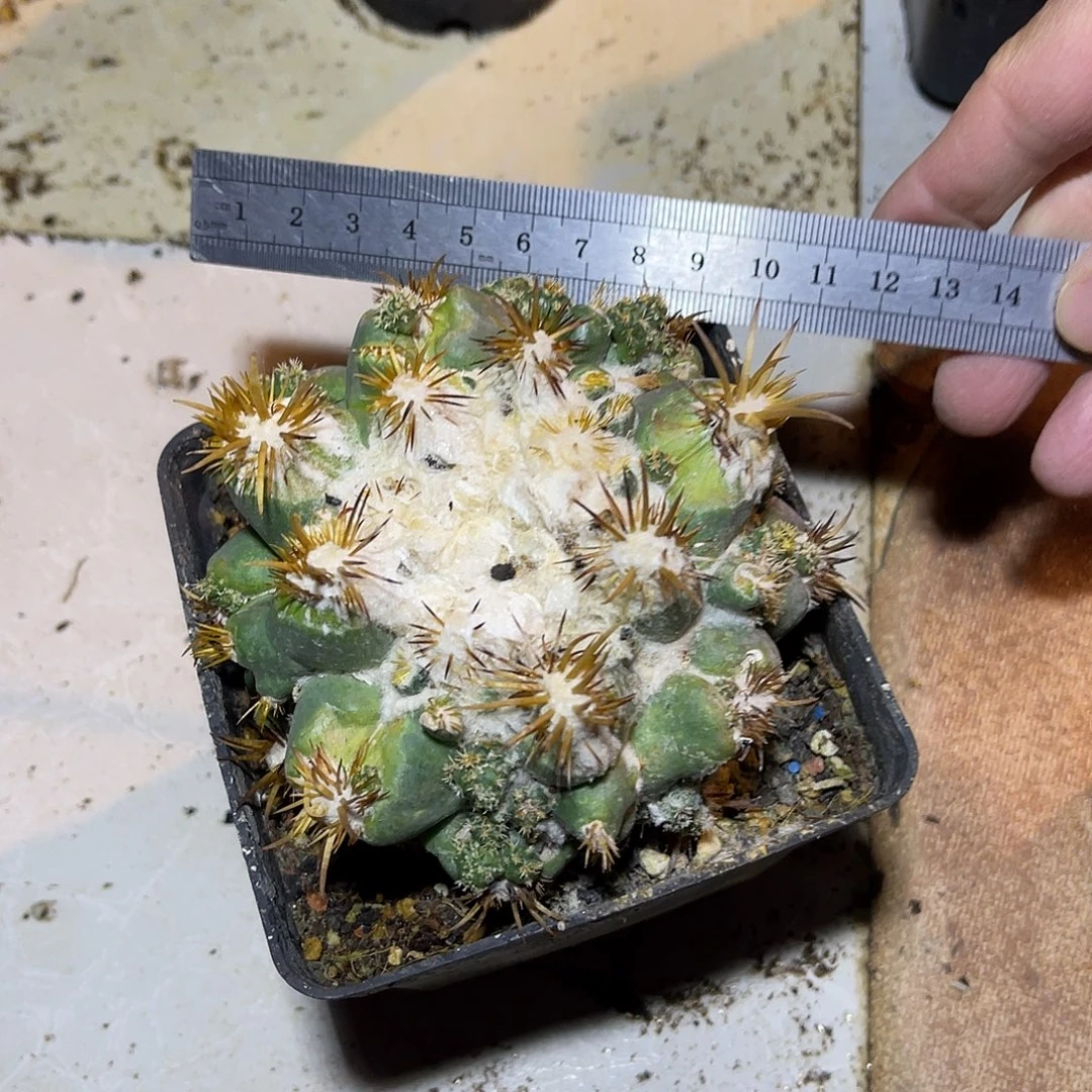 象牙刺缀一物一拍大单头