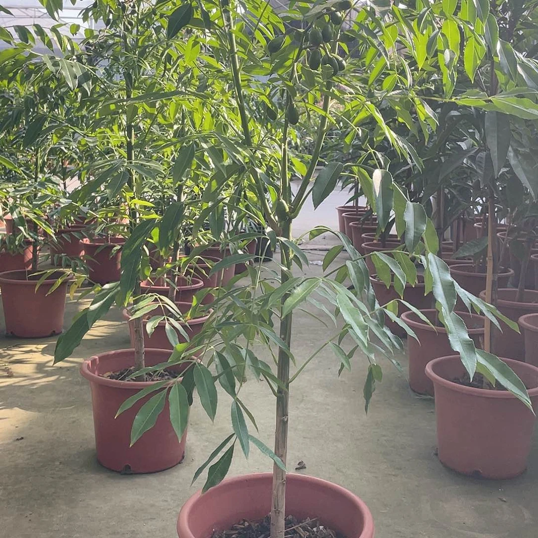 完全开放J*1111111111