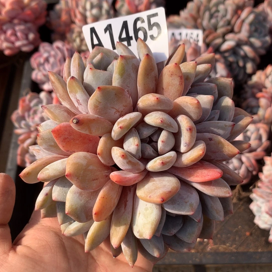 A1465 橙梦露老桩粗腿清仓 特价