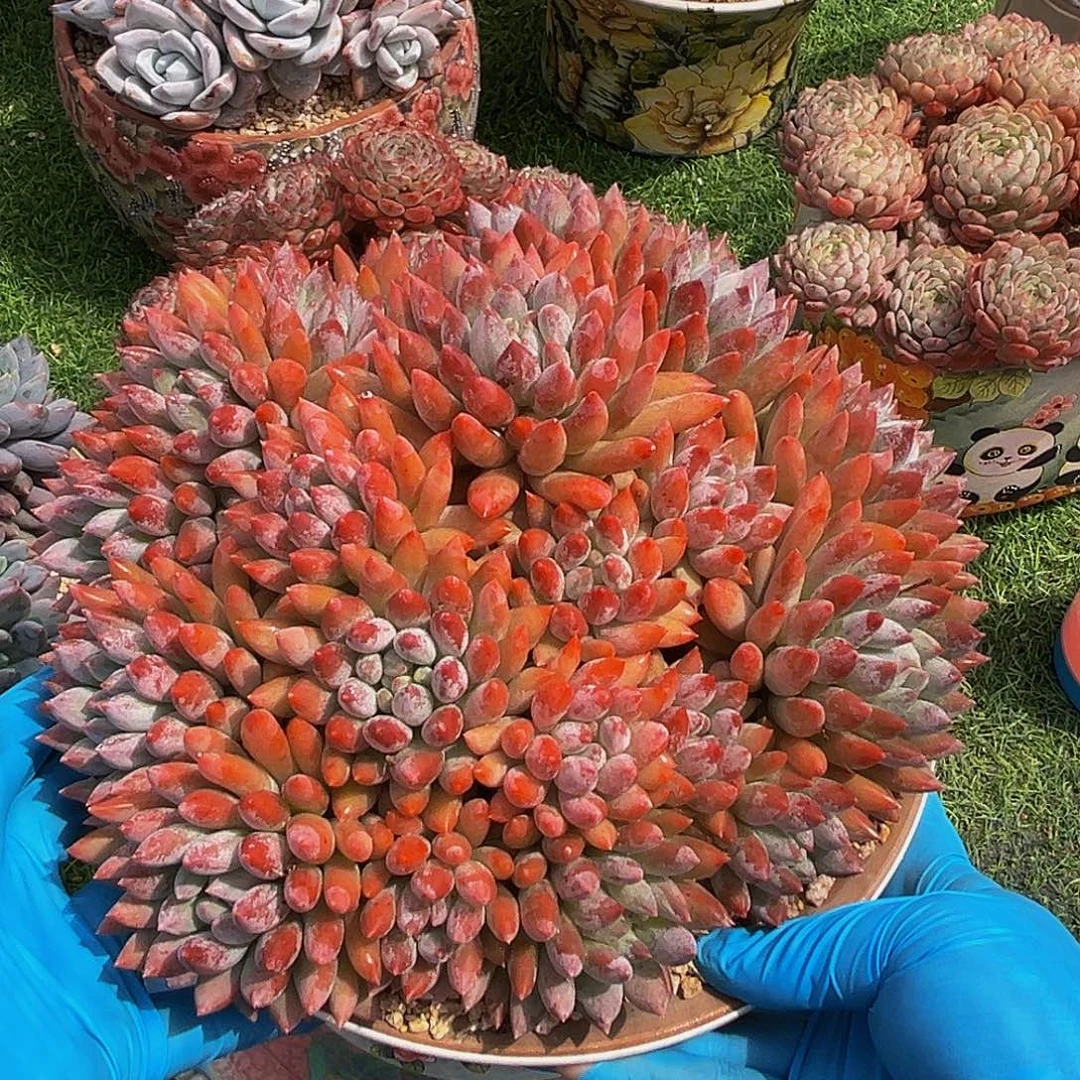 所罗门状态一物一拍