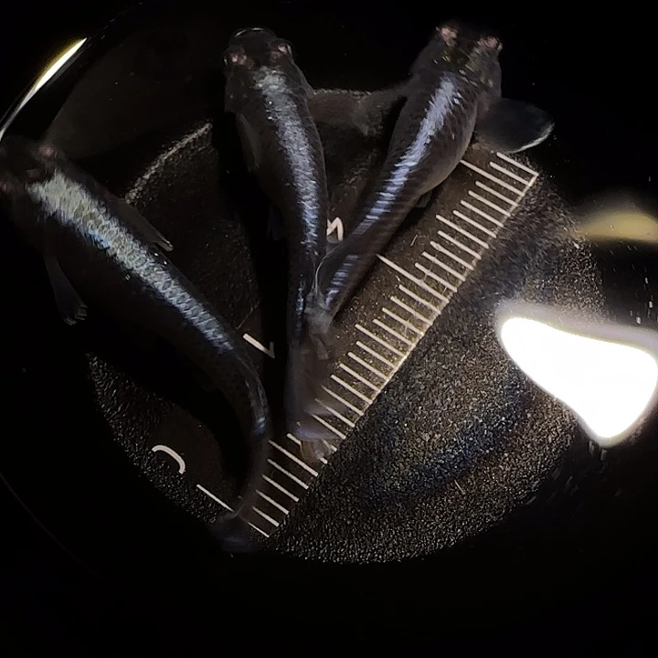 青鳉鱼观背青鱂一物一拍642