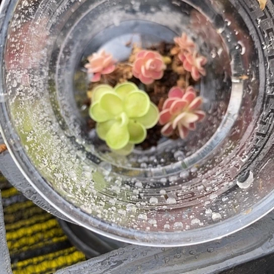 完全开放捕虫堇5个弗洛里加一个