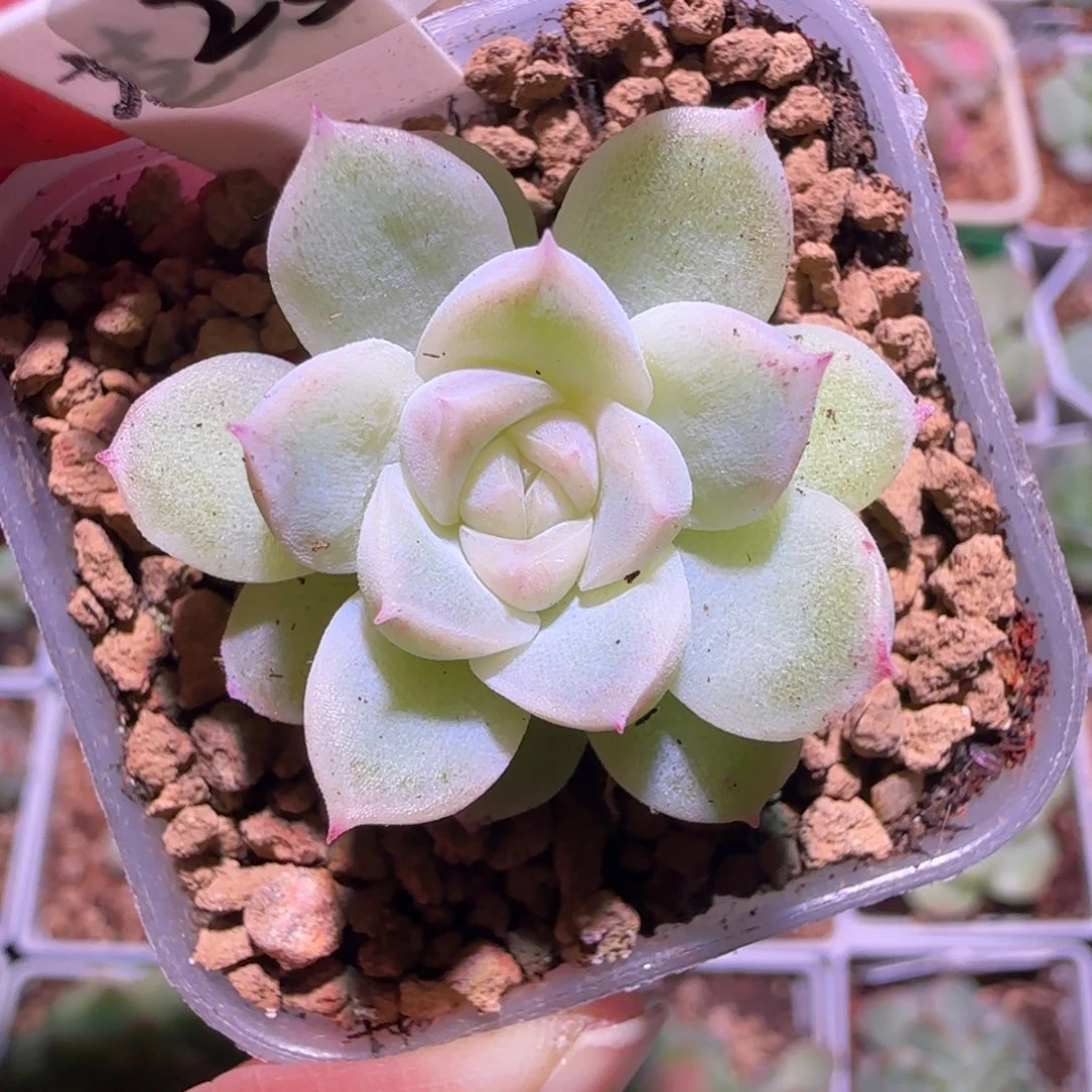 23-23福利甜心苍雪单头
