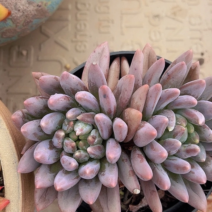 水晶球23133多肉植物