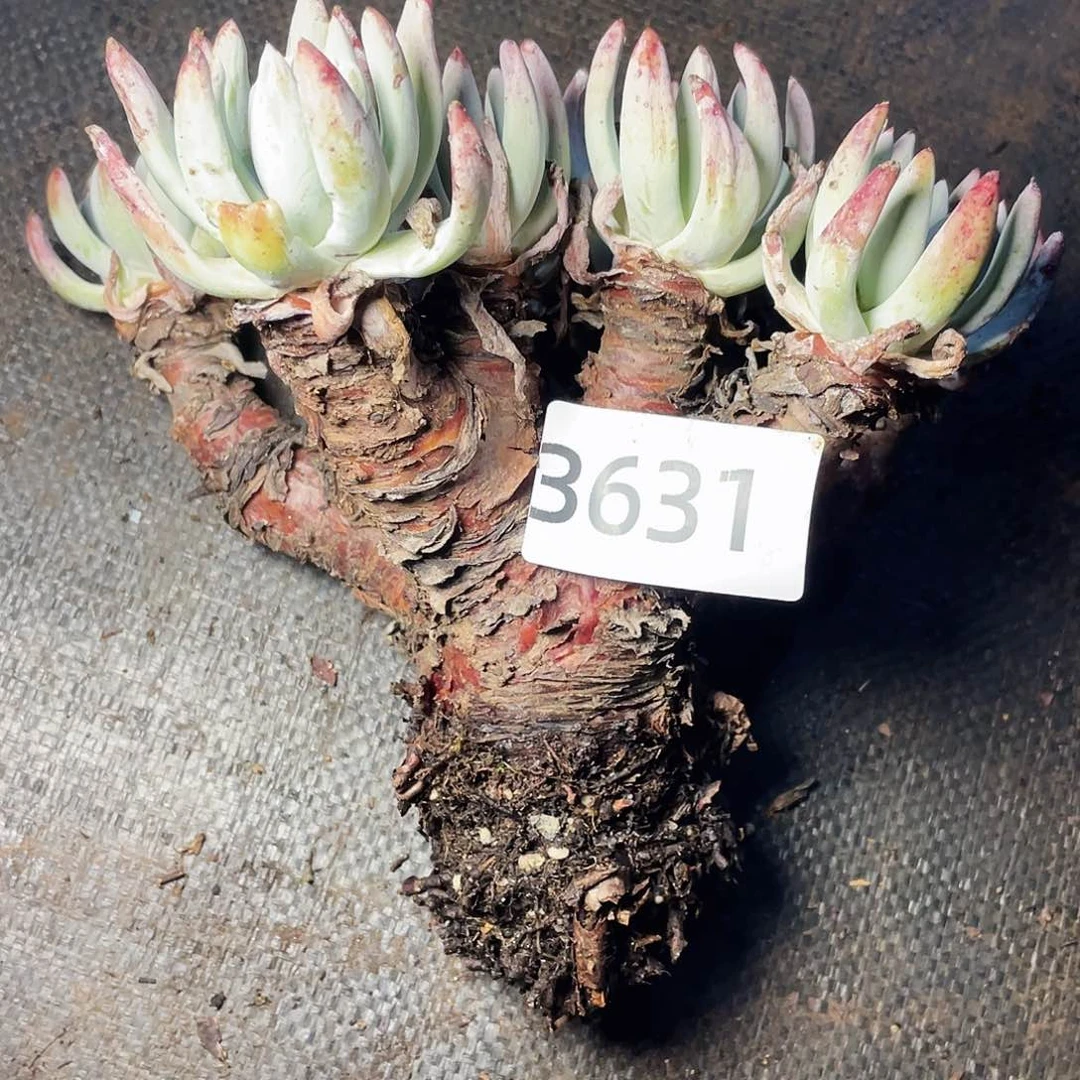 D****张仙女杯老桩多头3631