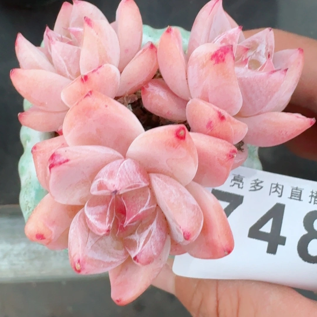 白泽      愿你一路坦途，乘风破浪展宏图