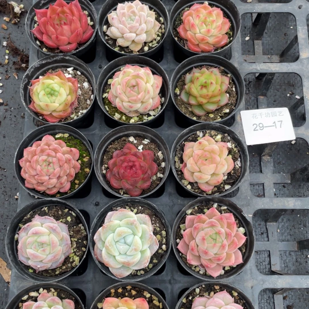 一物一拍18棵29-17