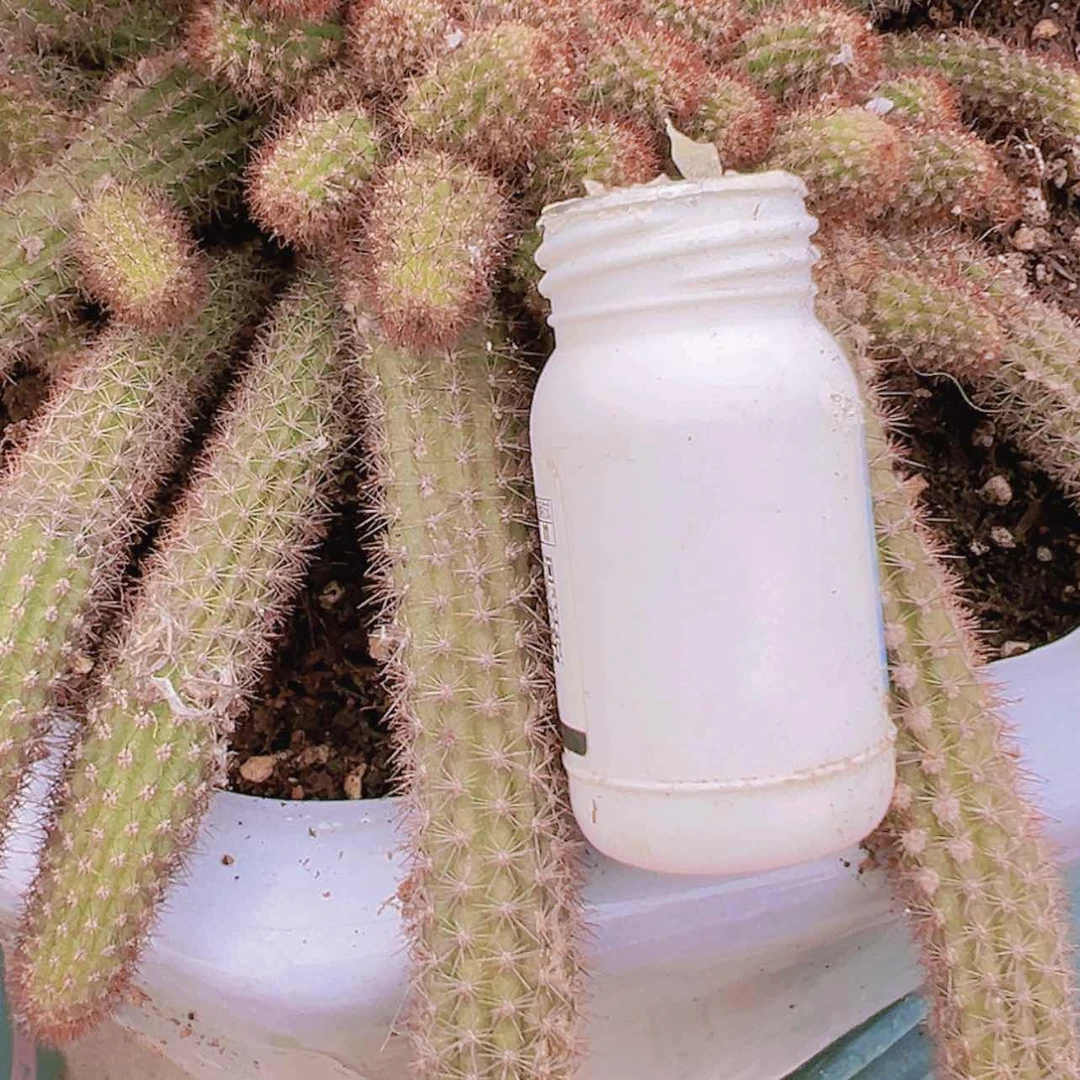 【闪购商品】自用杀菌多肉偏远不拍