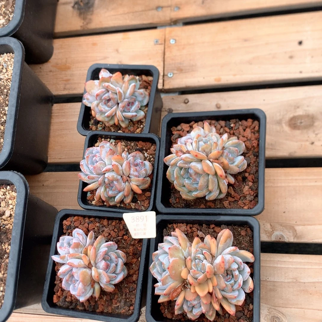 多头石榴籽星影五颗3891