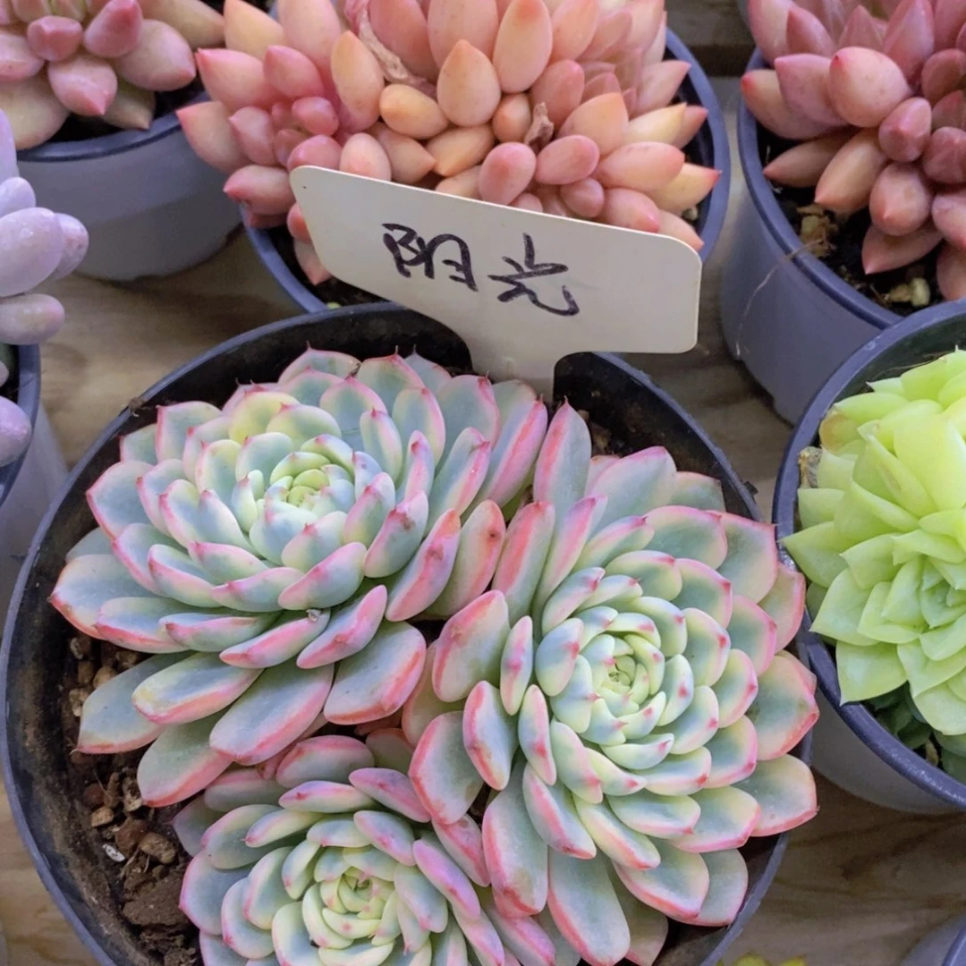 8.16晚上，周末专场活动