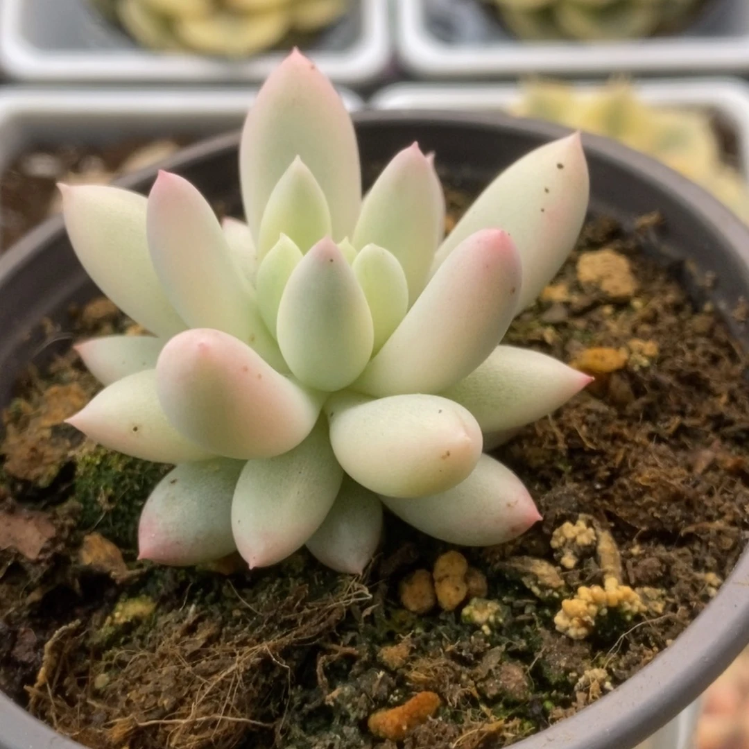 744红蜻蜓锦锦锦锦锦锦
